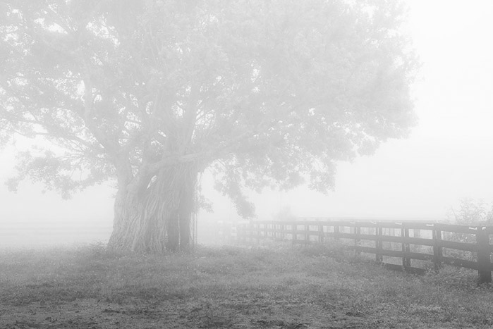 Fog & Trees 0458