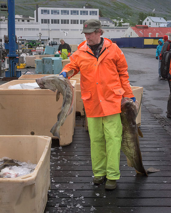 Husavik Fisherman Iceland Color 3851