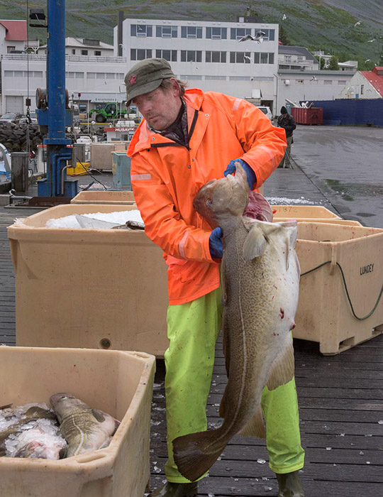 Husavik Fisherman Iceland Color 3853