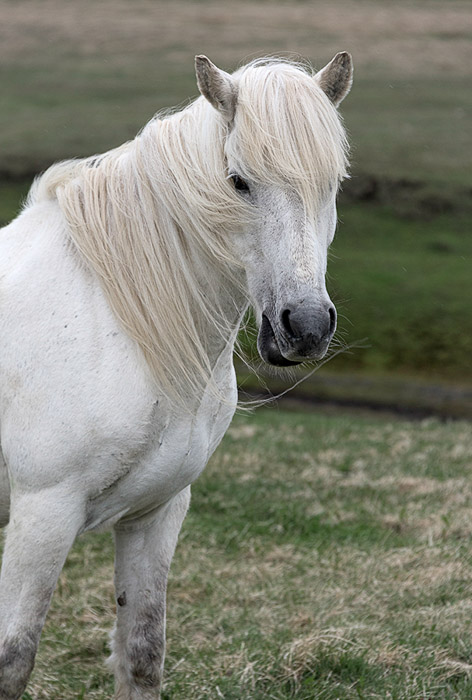 Modrudalur Horse Color 3168