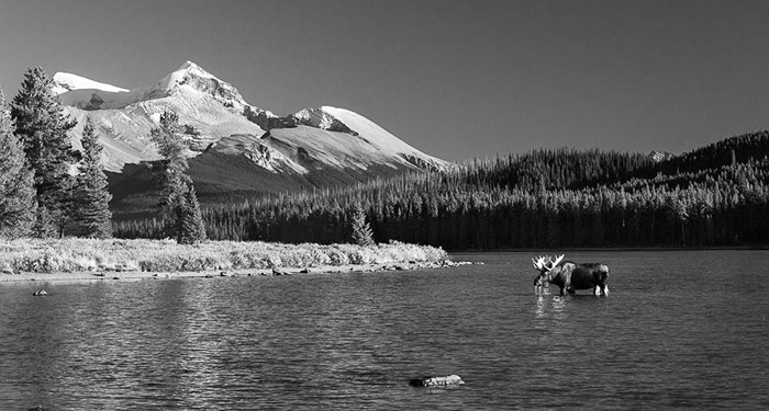 Canadian Rockies Moose 2666