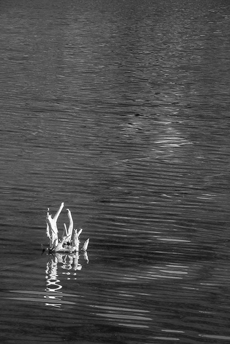 Lake Snag 2965