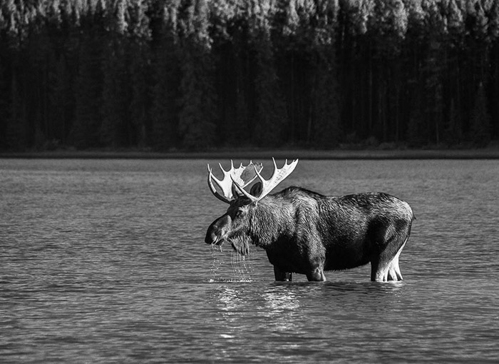 Moose Maligne Lake 2658