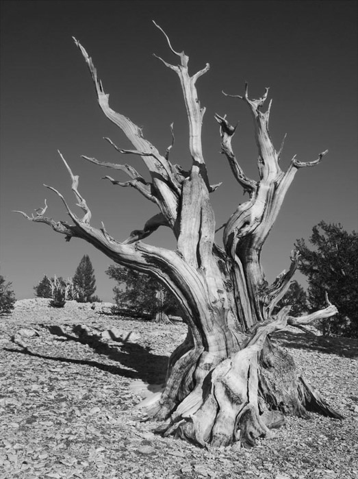 Bristlecone Pine 1
