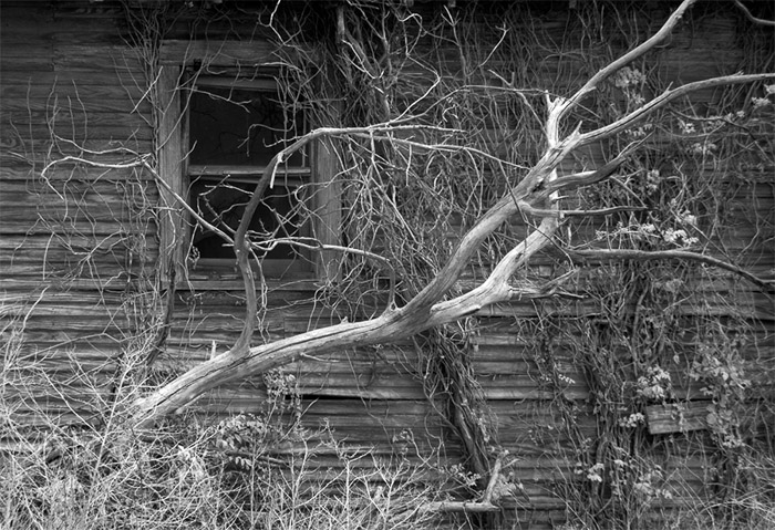 Abandoned Homestead & Tree IR 0358
