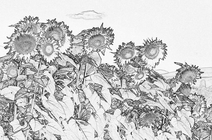 Tuscan Sunflowers Pen & Ink 4749