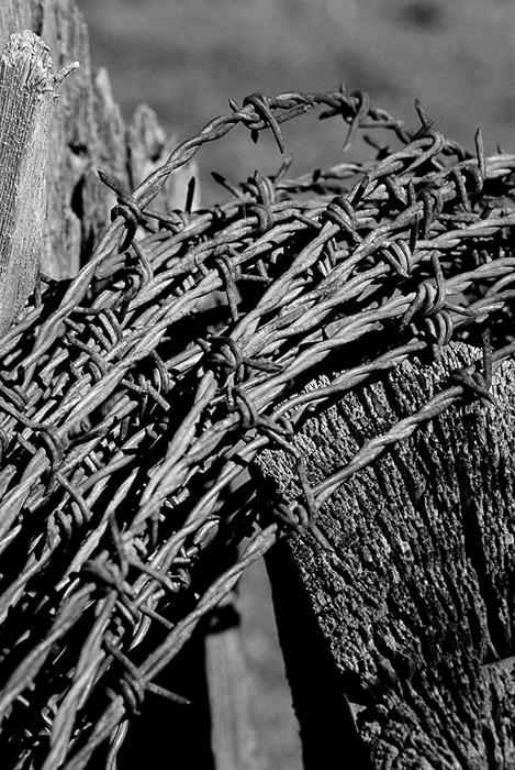 Barbed Wire Abndoned Homestead BW