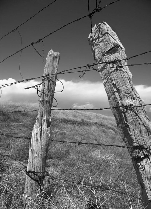 Fence Posts & Barbed Wire 2-0888