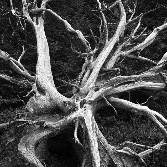 Shore Acres Tree Stump BW 5353