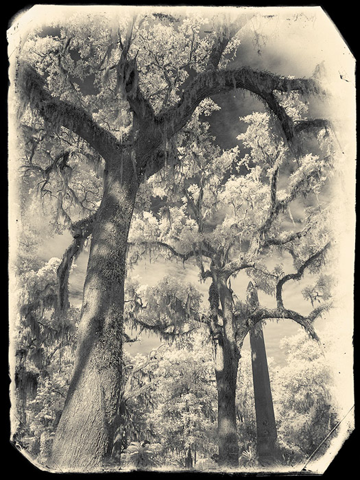 Bonaventure Cemetery Trees IR 1074