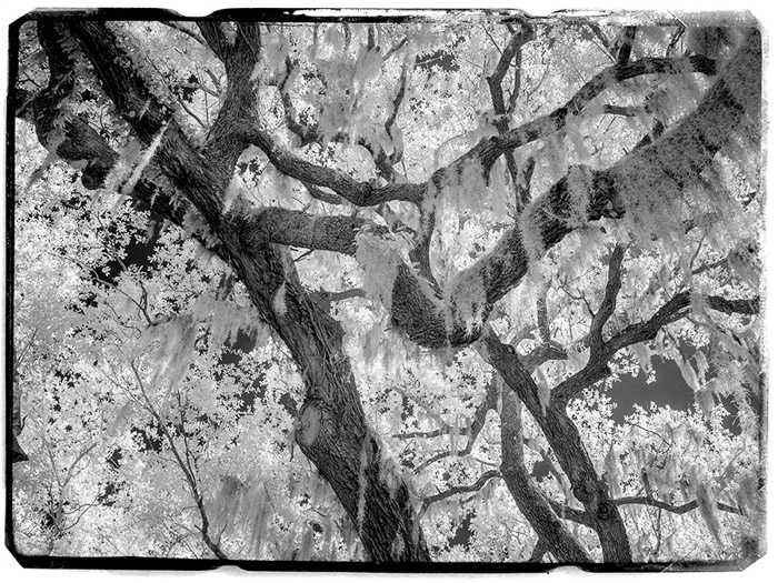 Savannah Trees IR 1094