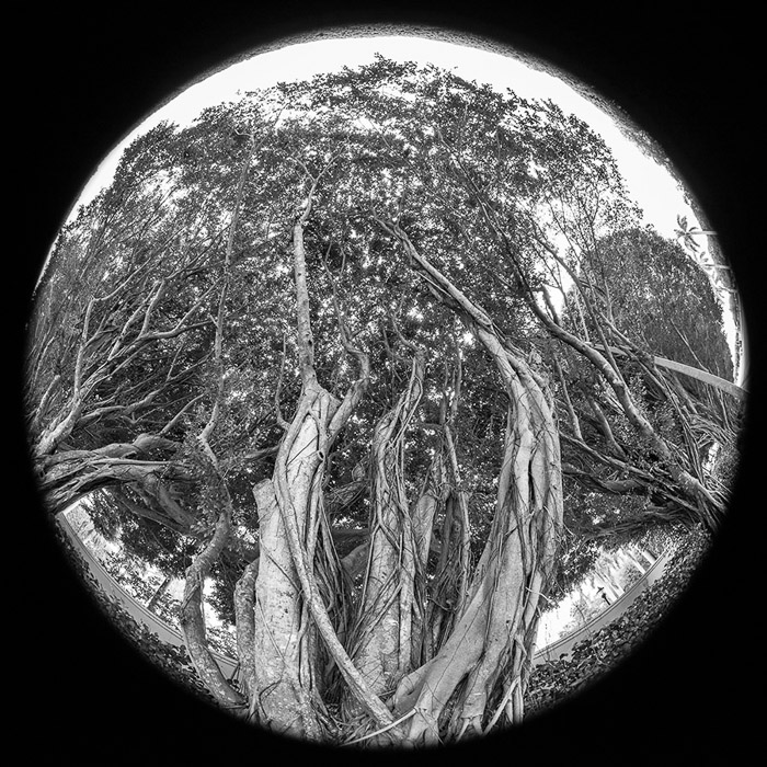 Banyan Tree 8mm BW 2280