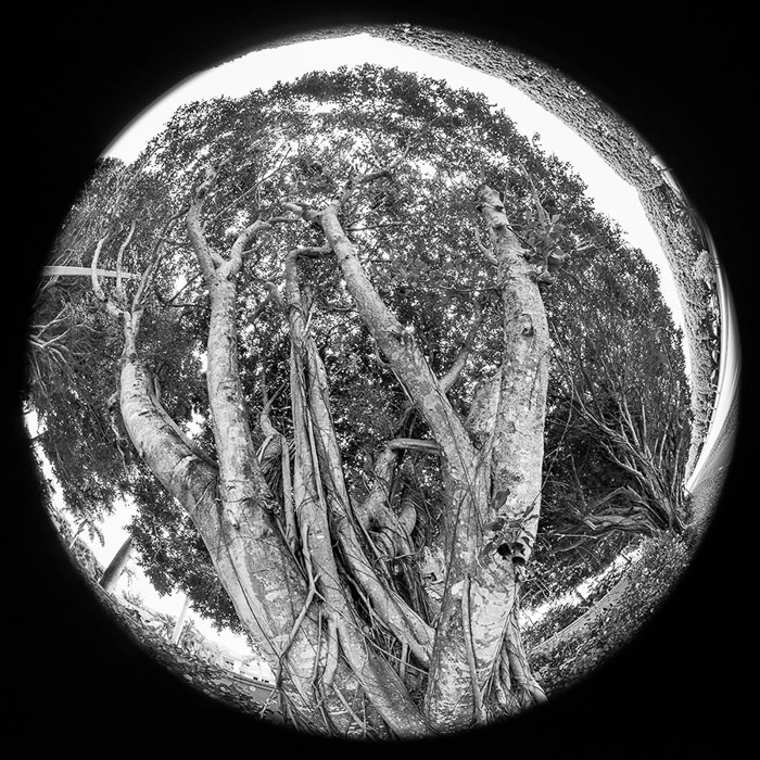 Banyan Tree 8mm BW 2306