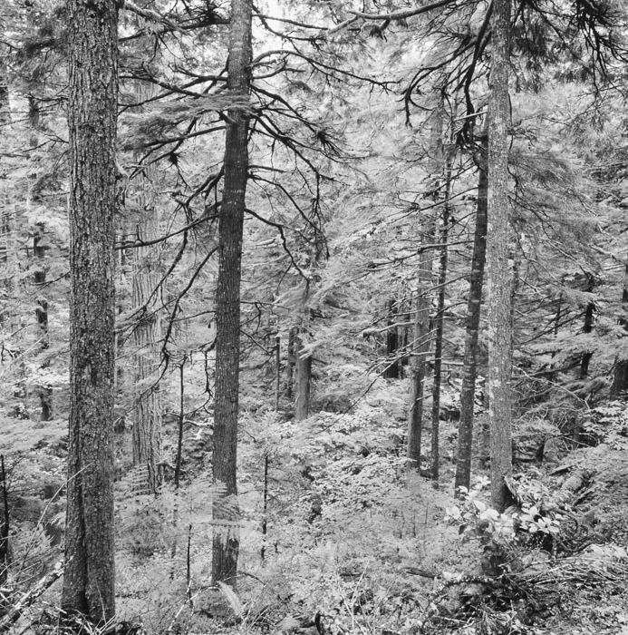 Cascade Forest 4