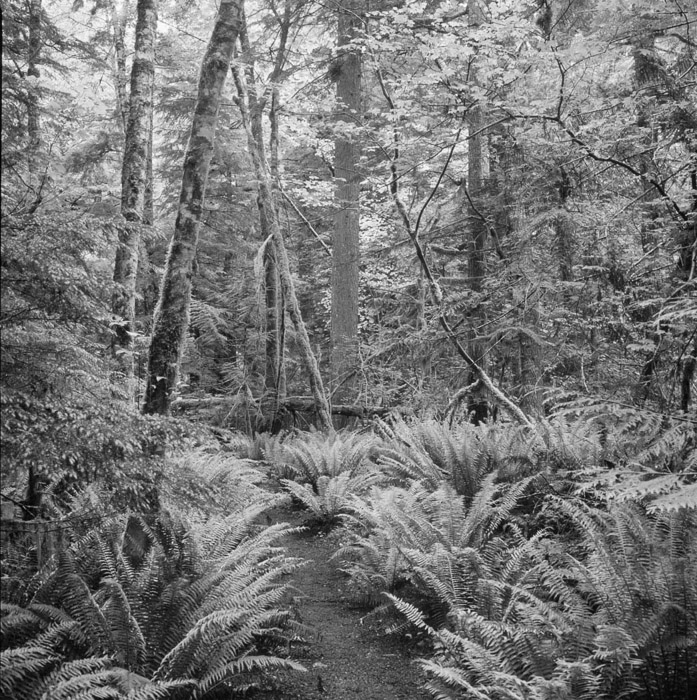 Cascade Forest 6