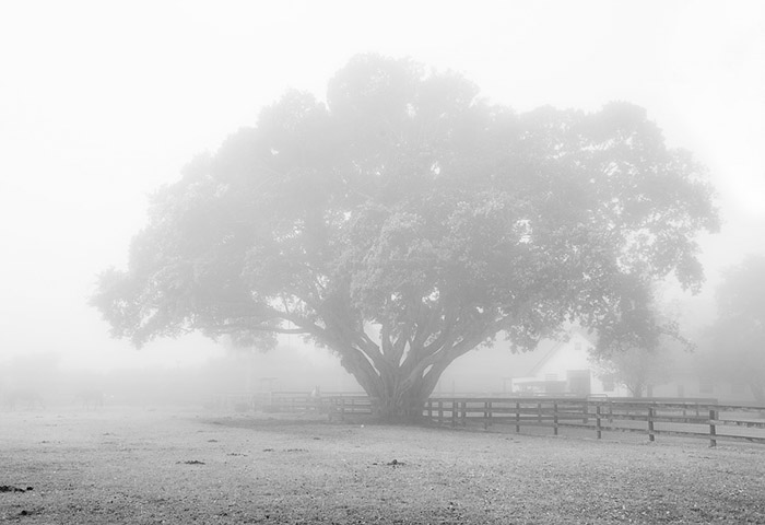 Fog & Trees 0455