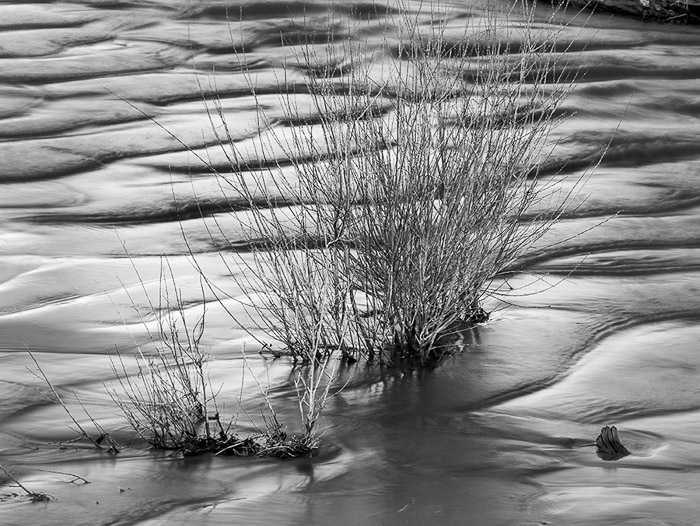 GSD Water Ripples & Plant 1063