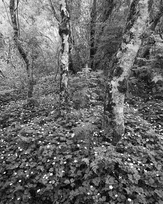Lone Ranch Woods BW 4937