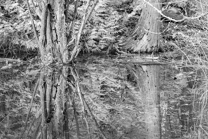 Pond Reflections IR BW 9044