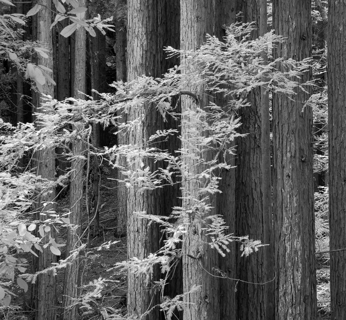 Redwoods IR 0625