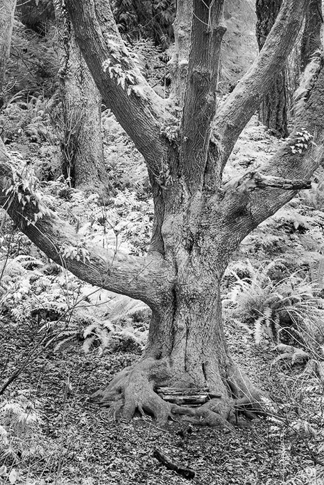 Tree In Forest IR BW 9091
