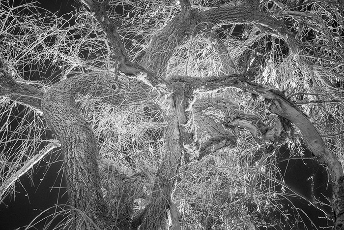 Twisted Tree IR BW 9061