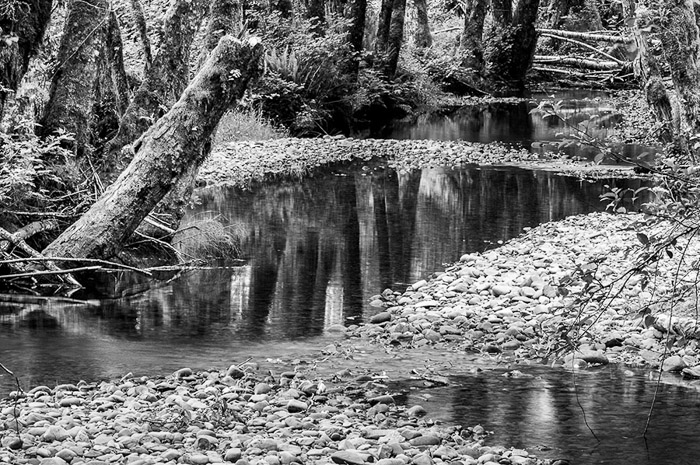 Quinault Rain Forest BW 3149