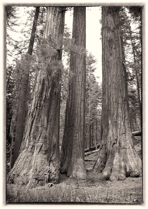 Sequoia Trees 0758