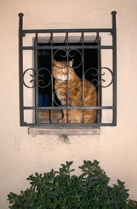 Cat Montepulciano 4718