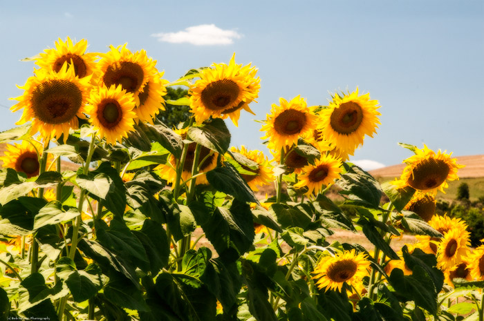 Tuscan Sunflowers Color 4749