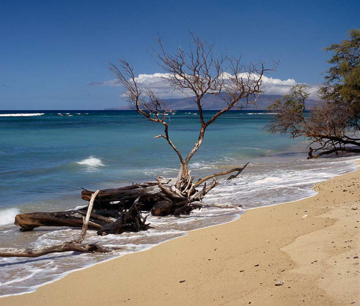 Hawaii Beach Trees & Island