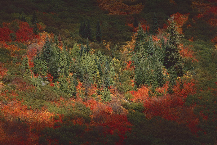 Stevens Pass Light & Fall Foliage 1 Color