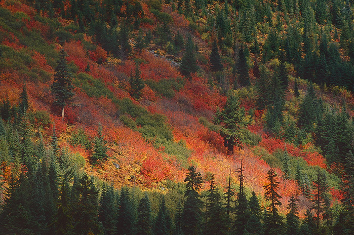 Stevens Pass Light & Fall Foliage 2 Color