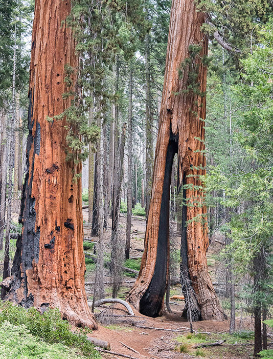 Two Sequoia Trees Color 0763